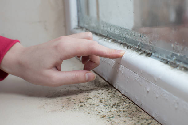 Best Environmental Consulting for Mold Prevention  in Nevada, IA