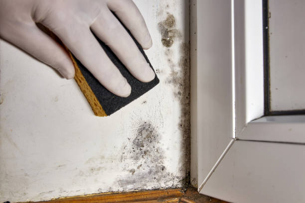 Best Forensic Mold Investigation  in Nevada, IA